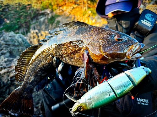 アイナメの釣果