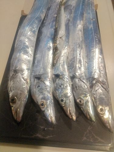 タチウオの釣果