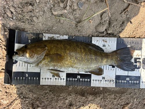 スモールマウスバスの釣果