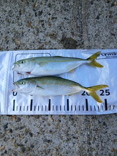 シオの釣果
