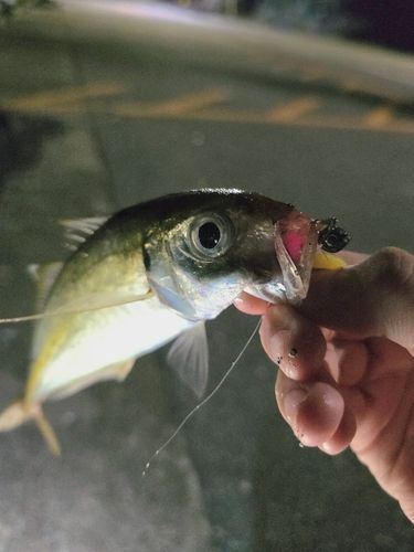 マアジの釣果