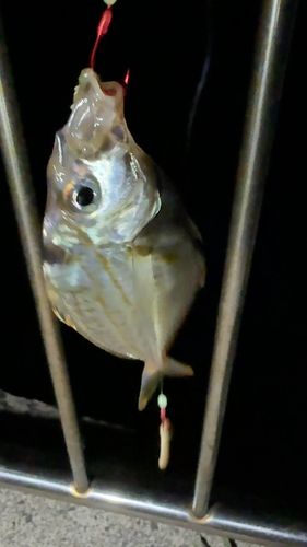 ヒイラギの釣果