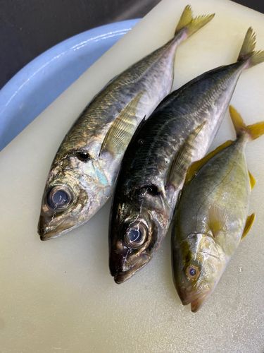 マアジの釣果