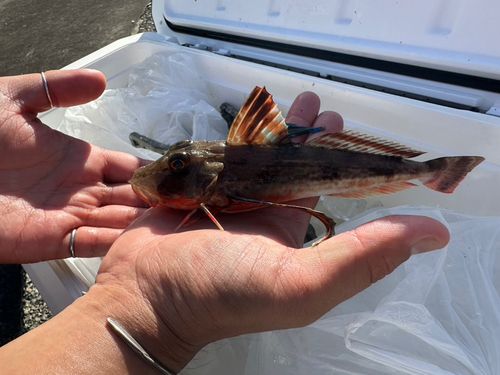 ホウボウの釣果