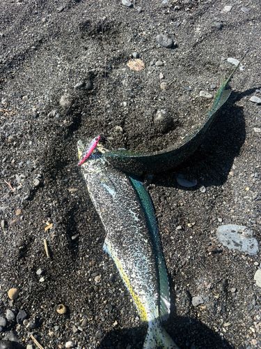 シイラの釣果