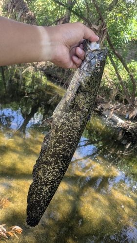 ナマズの釣果