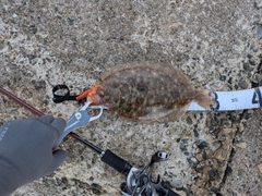 ヒラメの釣果