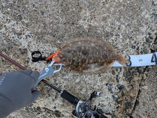 ヒラメの釣果
