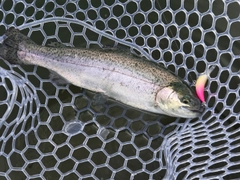 ニジマスの釣果