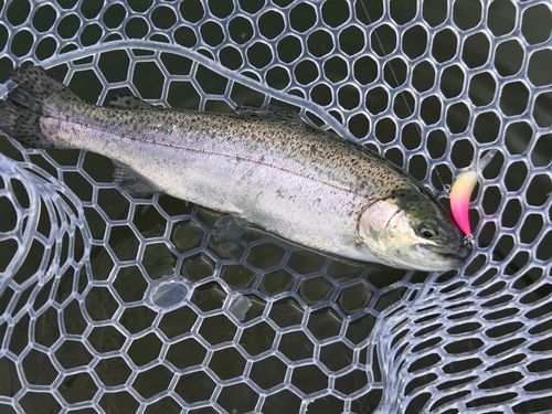 ニジマスの釣果