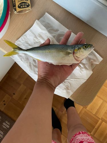 コゾクラの釣果