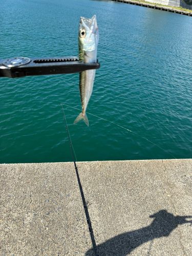 サバの釣果