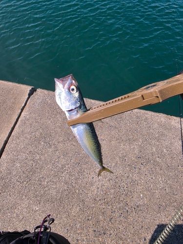 サバの釣果