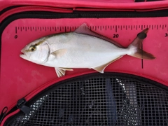 ショゴの釣果