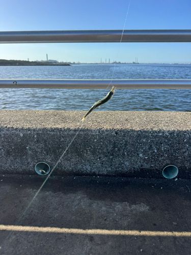 サッパの釣果