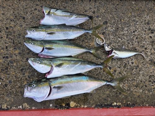 ブリの釣果