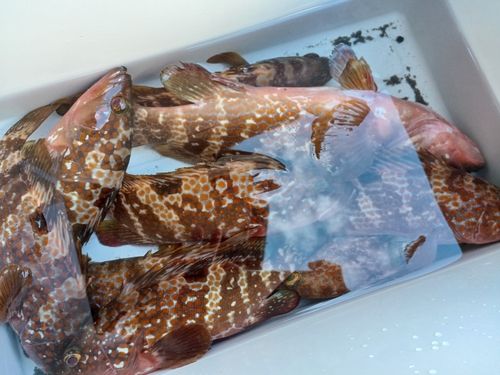 キジハタの釣果