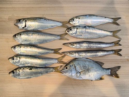 サッパの釣果