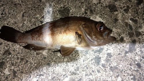 メバルの釣果