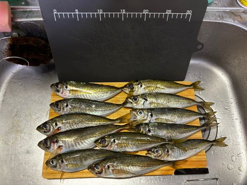 アジの釣果