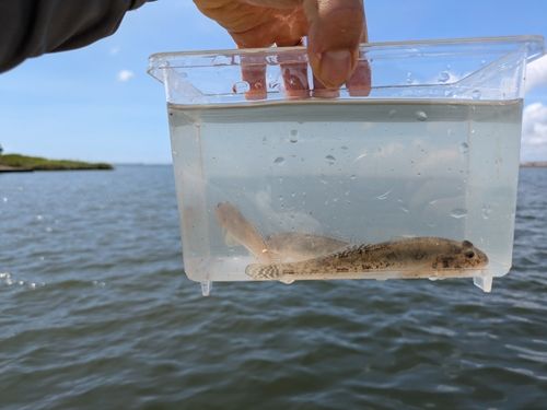 マハゼの釣果