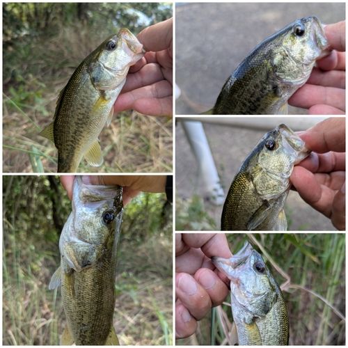 ブラックバスの釣果