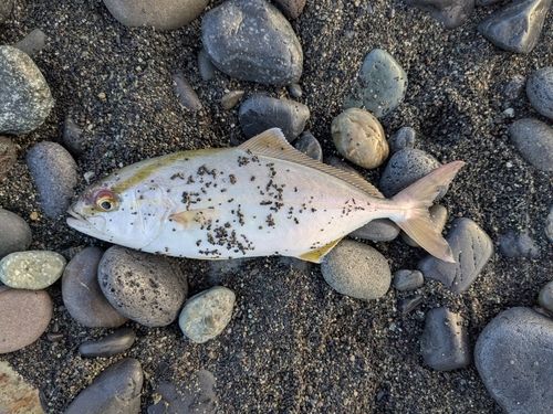 ショゴの釣果