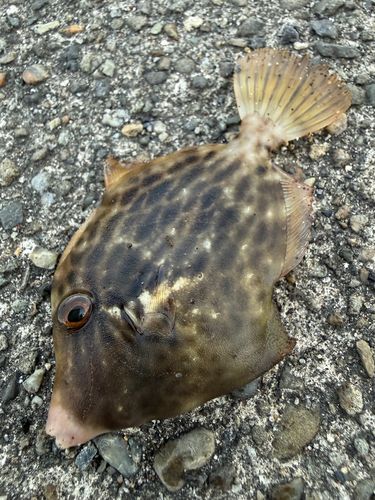 カワハギの釣果