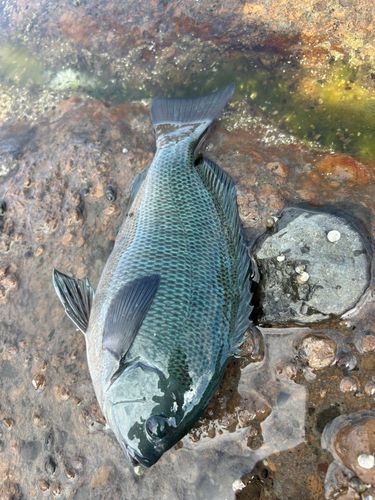 メジナの釣果