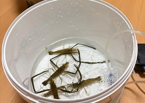 テナガエビの釣果