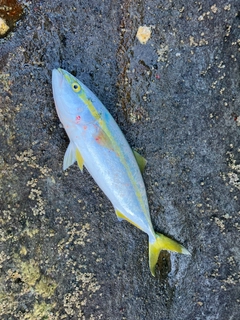 イナダの釣果
