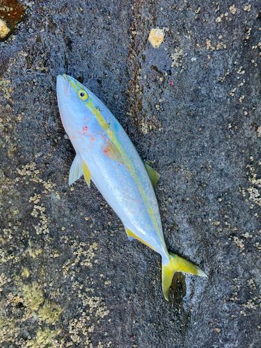 イナダの釣果