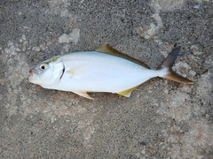 ショゴの釣果