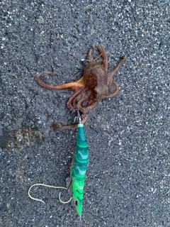 イイダコの釣果