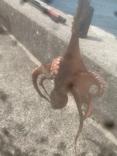 タコの釣果