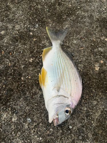 ヘダイの釣果