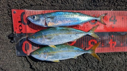 サバの釣果