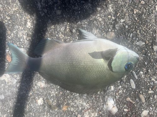 グレの釣果