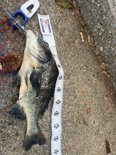 クロダイの釣果