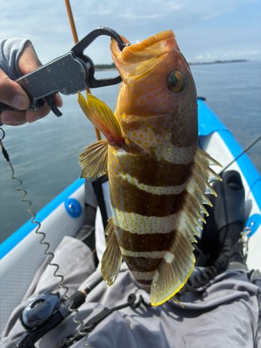 アオハタの釣果