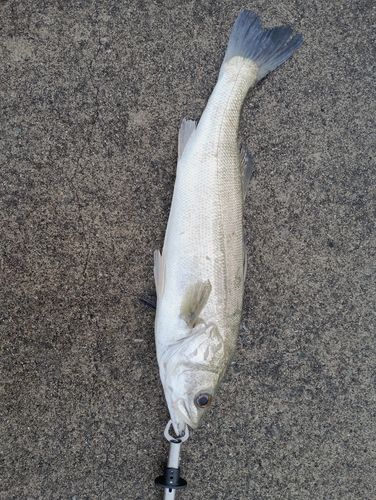 セイゴ（タイリクスズキ）の釣果
