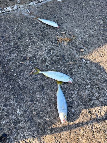 ツバスの釣果