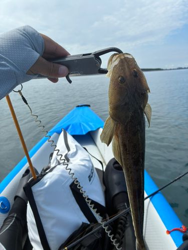 マゴチの釣果