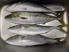メジロの釣果