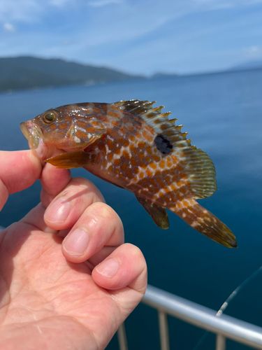 キジハタの釣果