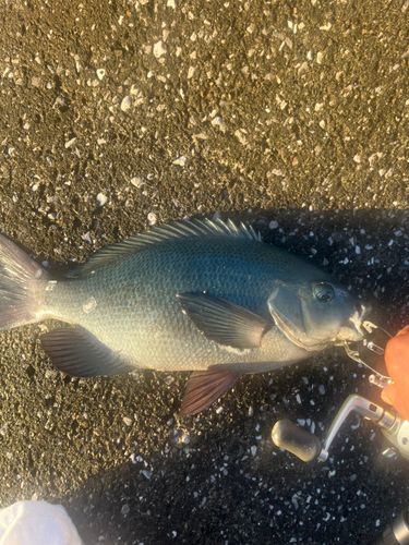 メジナの釣果