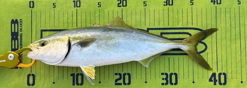 イナダの釣果