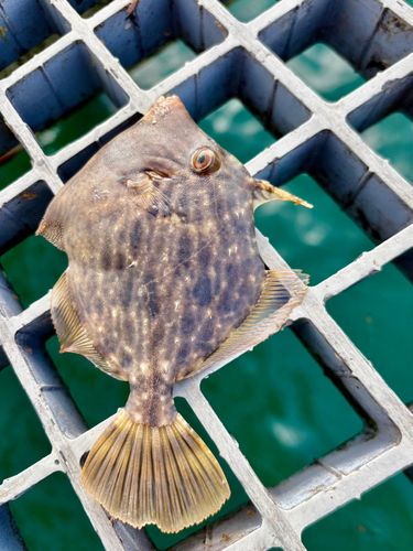 カワハギの釣果