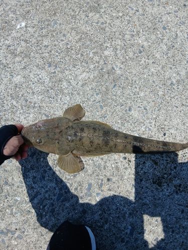 マゴチの釣果
