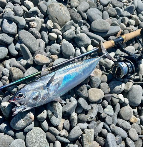 ソウダガツオの釣果